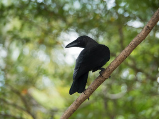 Black House Crow