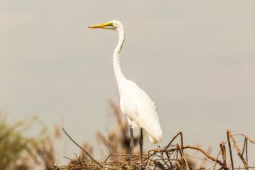The heron near the nest. Lake Baringo, Kenya