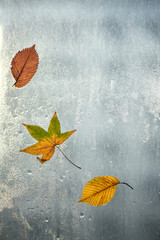 Autumn leaves and raindrops on window