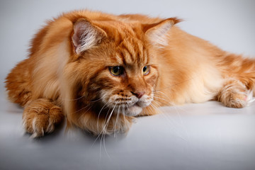 Maine Coon red cat on a gray background
