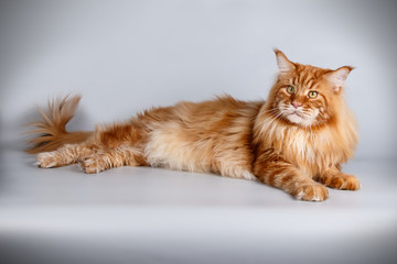 Maine Coon red cat on a gray background