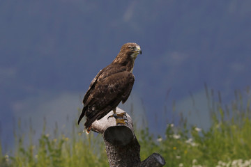 Steinadler (Aquila chrysaetos) sitzt auf Baumstamm