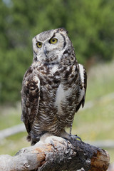 Virginia-Uhu (Bubo virginianus) sitzt auf Baumstamm