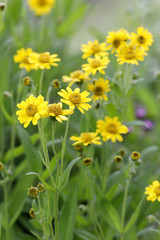 Sonnenaugen (Heliopsis) mit gelben Blüten