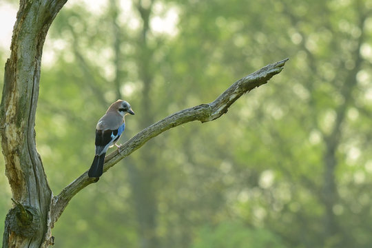Eichelh&auml;her (Garrulus glandarius)