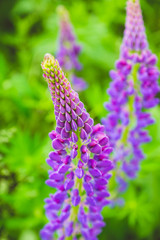 Lupine flowers different colors on the field. Selective focus.