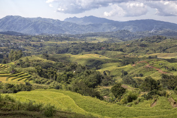 Obraz premium Wide angle of trees and rice at the Golo Cador Rice Terraces in Ruteng on Flores, Indonesia.