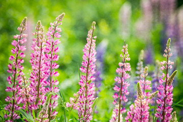 Obraz premium Lupine flowers different colors on the field. Selective focus.