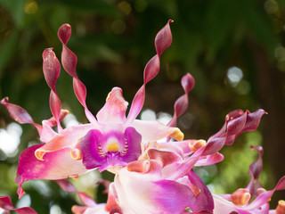 Pink Orchid Flower