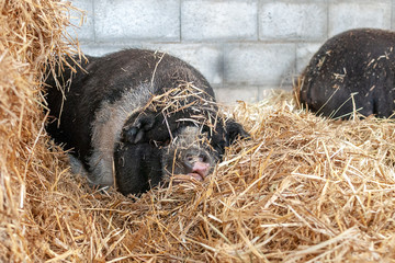 pigs in the hay close up