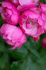 Closeup of pink rose isolated. Flowers background.