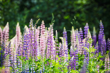 Obraz premium Lupine flowers different colors on the field. Selective focus.