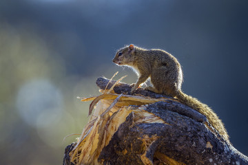 Smith bush squirrel in Kruger National park, South Africa ; Specie Paraxerus cepapi family of Sciuridae