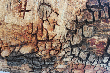 Bark tree. Crack. Background. photo