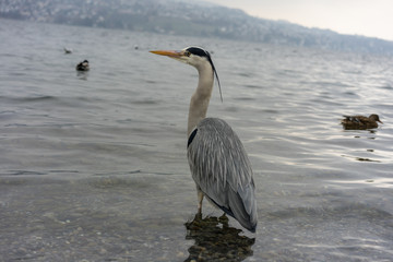 Crane bird at lake zurich close up view