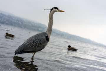 Crane bird at lake zurich close up view