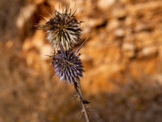 Purple thistle blossom