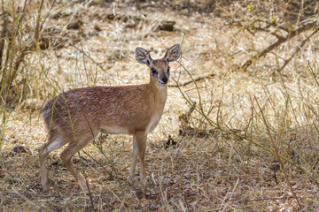 Sharpe grysbok in Kruger National park, South Africa ; Specie Raphicerus sharpei family of Bovidae