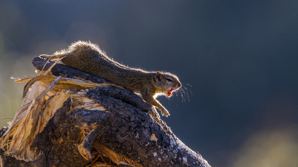 Smith bush squirrel in Kruger National park, South Africa ; Specie Paraxerus cepapi family of Sciuridae