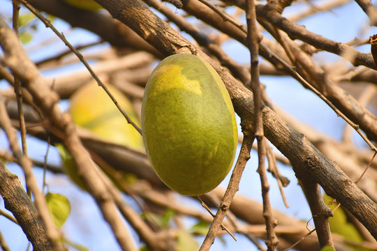 Close-up of crescentia cujete fruit on a tree, Pune