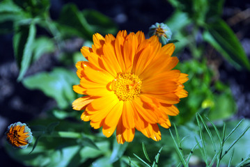 Calendula flower, top view close up detail, soft blurry background