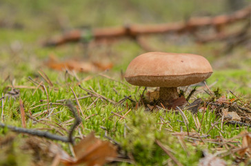 Grzyb w lesie. - Mushroom in the forest. © Mateusz