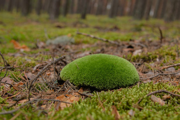 Mech - Kępka mchu © Mateusz