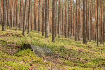 Las iglasty - the forest © Mateusz