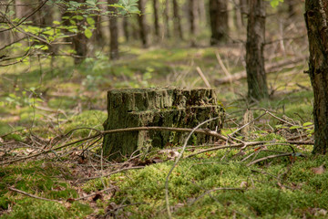 Pień w lesie © Mateusz