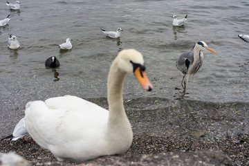 swan close up on lake shore in winter with birds