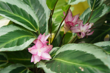 Calathea loeseneri or brazilian star calathea green plant with pink flowers