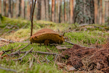 Grzyb w lesie © Mateusz