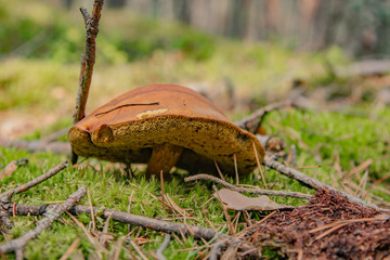 Grzyb w lesie © Mateusz