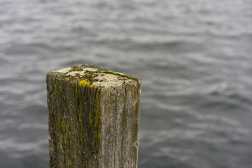 wood pole in water