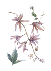 watercolor painting of leaves and flower, on white background