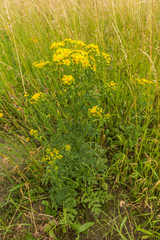 Ragwort, Jacobaea vulgaris, yellow flowering in natural environment consisting of sustainably managed natural areas, roadsides and vulnerable biotopes and is an extremely toxic plant