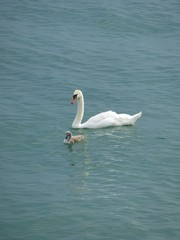 cygne