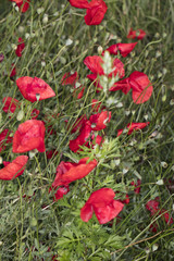 Fototapeta na wymiar field poppies, beautiful flowers