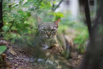 Cute lovely street cat