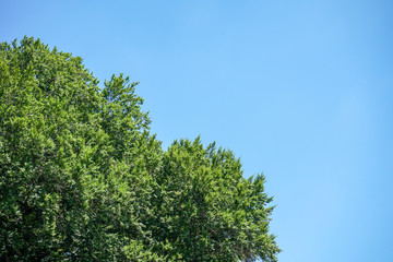 Fototapeta premium big tree with green leaves and clear blue sky