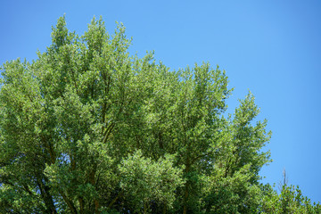 big tree with green leaves and clear blue sky