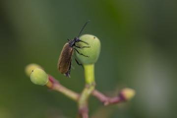 Phyllopertha horticola, climbs on the nut fruit, close up