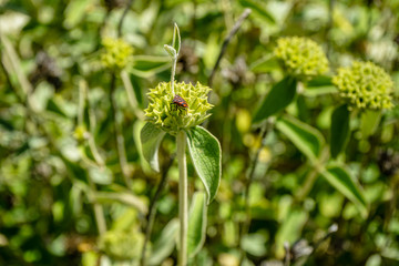 blooming plant known as jerusalem sage, phlomis fruticosa