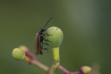 Phyllopertha horticola, climbs on the nut fruit