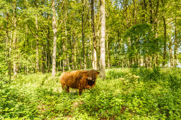 Scottish Highlander beef grazing between wild plants and beech trees in beech forest in the spring during sunrise against a backdrop of fresh spring green