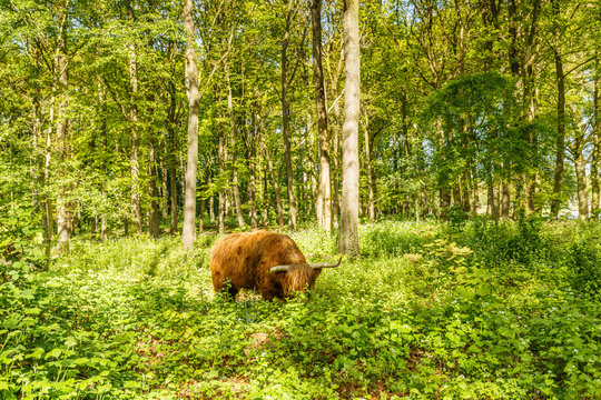 Scottish Highlander beef grazing between wild plants and beech trees in beech forest in the spring during sunrise against a backdrop of fresh spring green
