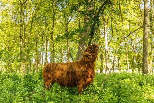 Scottish Highlander beef  rubs coat to a trunk between wild plants and beech trees in beech forest in the spring during sunrise against a backdrop of fresh spring green