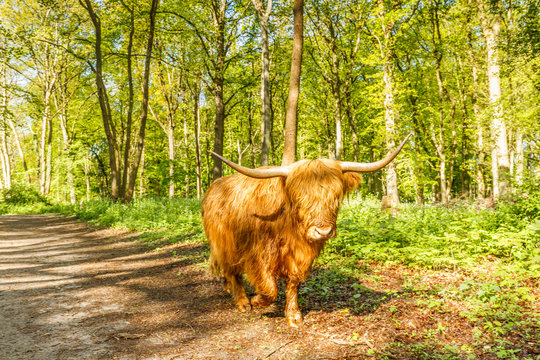 Scottish Highlander beef walking on dirt road along a  beech forest in the spring during sunrise against a backdrop of fresh spring green