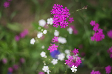Beautiful korean wild flowers