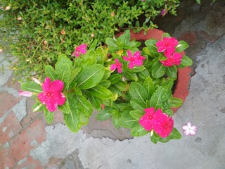 Beautiful small Pink flower vase  with green leafs